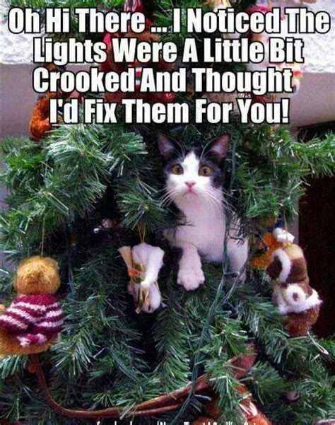 Funny Cat Christmas Tree Memes - Cat Mania