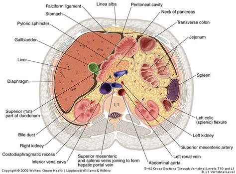 A&P.5.Stomach & Kidneys: a collection of ideas to try about Other | Loop of henle, Blood and Search