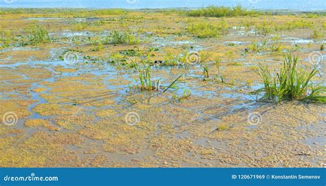 Aquatic plants in swamp. stock image. Image of lake - 120671969