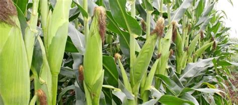 Maize – Agrichem Africa