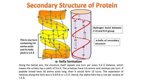 Four levels of protein structure and examples - Biology Brain