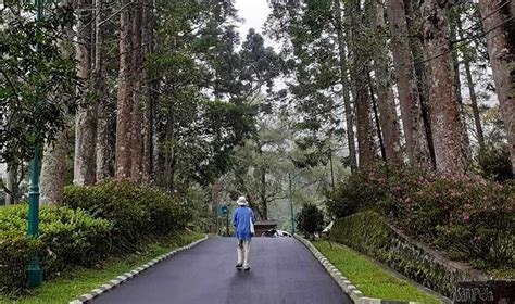 Wisata Alam di Kebun Raya Cibodas - NTD Indonesia