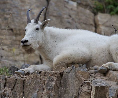 Mountain Goat: Mountain Goat Predators