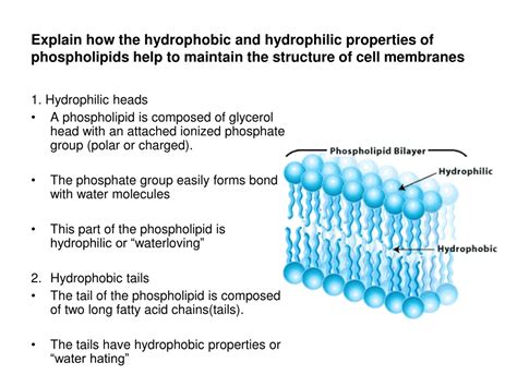 PPT - Topic 2: Cells Topic 1: Cells Membranes PowerPoint Presentation ...