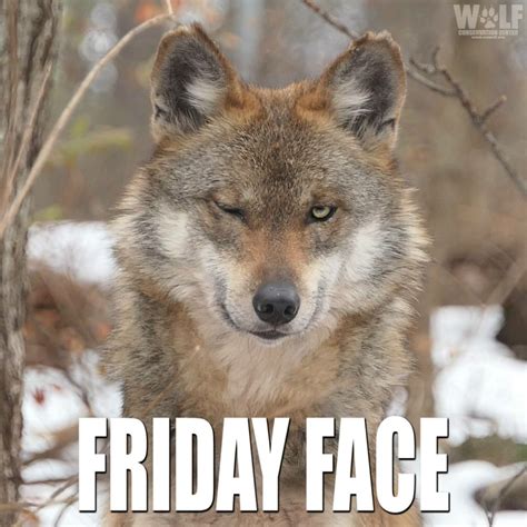 Friday wolf face | Wolf conservation center, Wolf face, Happy friday