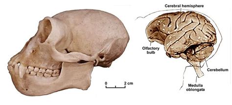Gibbon Hylobates skull and brain