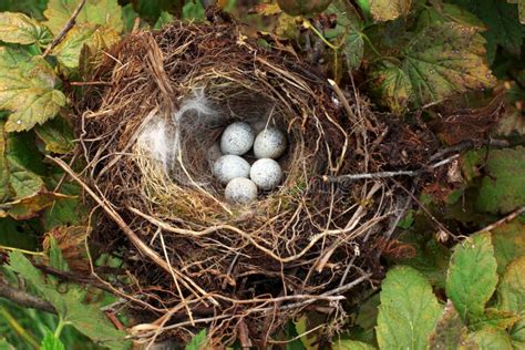 Bird nest with eggs stock image. Image of straw, fauna - 15974443