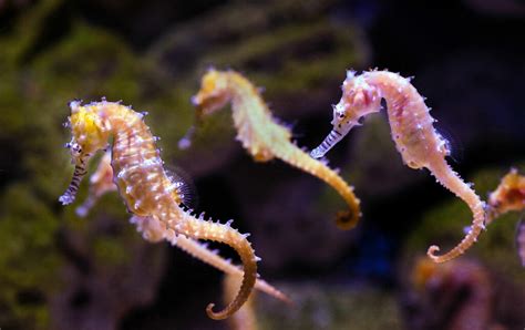 11 Fun Seahorse Facts You Should Know - DeepDive