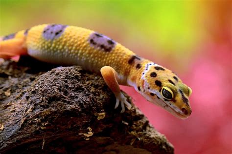 17 Types Of Geckos: Our Favorite Pet Species!