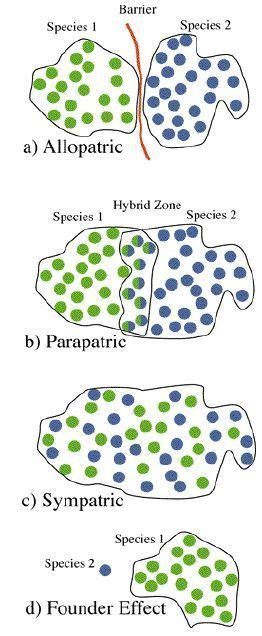 Speciation.S318 More | Teaching biology, Biology lessons, Teaching science