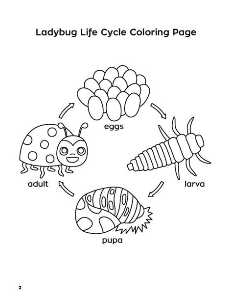 Life Cycle Of Ladybug Worksheets