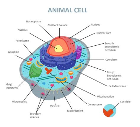 Animal Cell Diagram Labeled Paper Illustration, Graphic Illustration ...