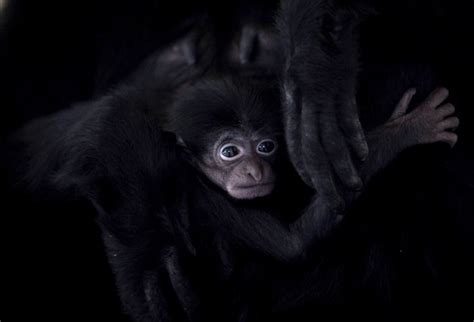 A one month old baby Siamang Gibbon ~ Animal News