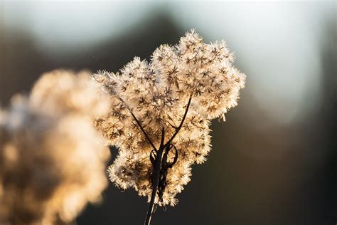 Goldenrod Seed Head Plant Flying - Free photo on Pixabay