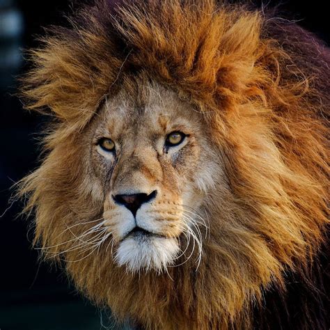 Do lions shed their mane? – Michael Broad