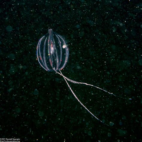 Sea Gooseberry (Pleurobrachia bachei) - Spanglers' Scuba