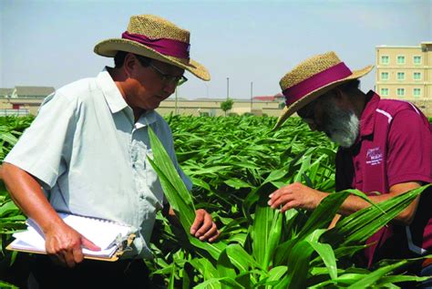 Corn varieties getting help from their relatives | Bosque County Today