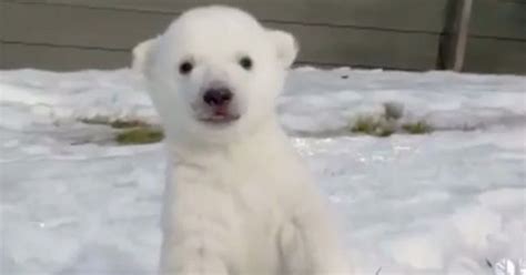 Baby polar bear plays in the snow