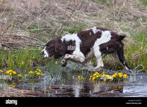 Dog running spaniel hi-res stock photography and images - Alamy