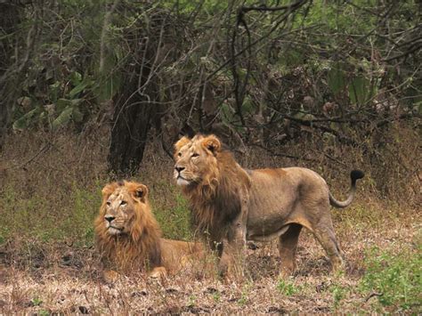 Food bait makes lions at Gir forest lazy - Telegraph India