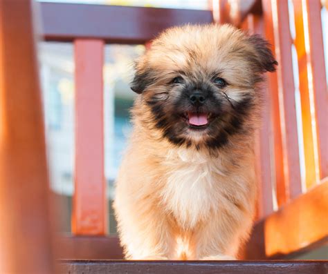 What is a Shih Tzu-Pomeranian Mix: 7 Impressive Things to Know About ...