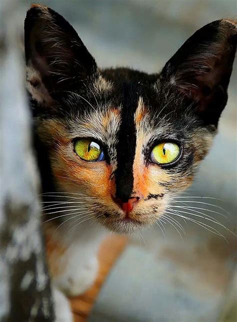 Beautiful | Beautiful cats, Cats, Animals