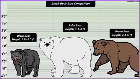 Black Bear Size: How Big Are They? Compared With Others