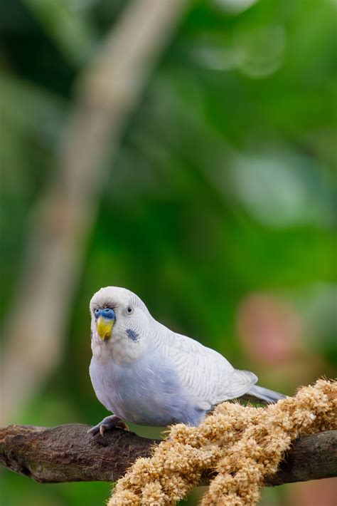 White Blue Budgie Free Stock Photo - Public Domain Pictures