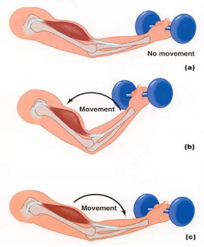 Muscular Contraction Flashcards | Quizlet