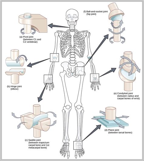 Hinge Joint Anatomy