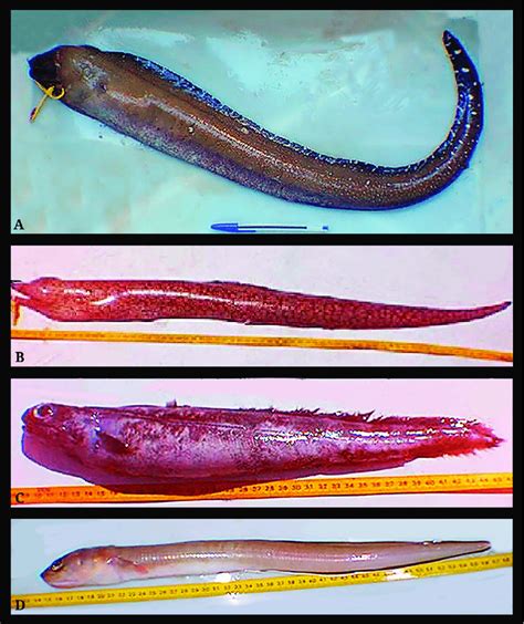 | Species of the order Anguilliformes, family Muraenidae, A.... | Download Scientific Diagram