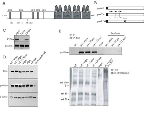 Expression and binding to α4 of paxillin mutant isoforms. A) Schematic... | Download Scientific ...