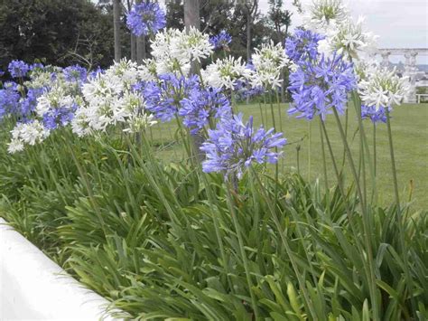 Out of Africa - Garden Plants – Agapanthus