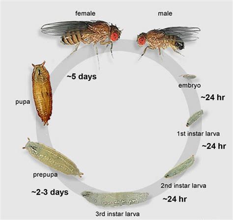 Life Cycle Of Drosophila Melanogaster Download Scientific Diagram | Free Download Nude Photo Gallery