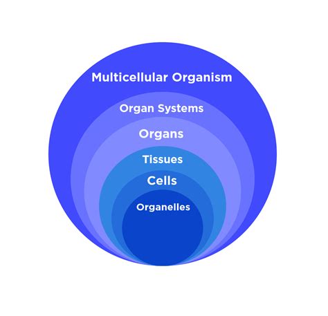 Tissues (Biology) — Definition & Overview - Expii