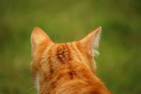 Free picture: animal, nature, cute, cat, yellow cat, head, outdoor