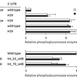 Phosphoglucomutase enzyme activities and celB transcript amounts for ...