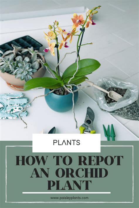 How to Repot Orchids - Paisley Plants