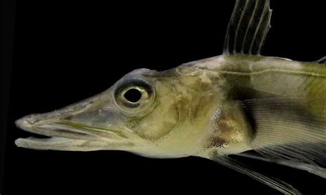 Antarctic icefish produces antifreeze to maintain liquid blood