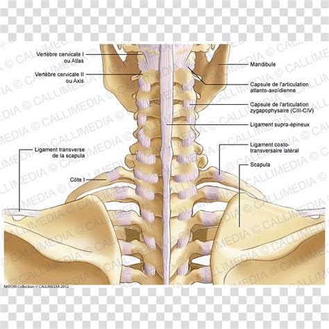 Shoulder Bone Neck Atlanto Occipital Joint Png Clipart Abdomen | The ...