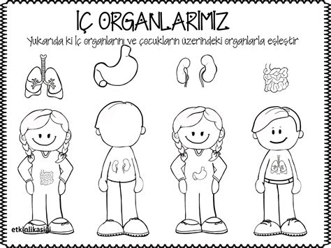 İÇ ORGANLARIM Preschool Education, Preschool Activity, Preschool Worksheets, Science For Kids ...