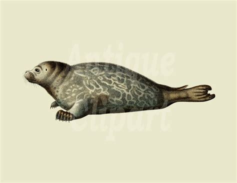 Vintage Animal Art Earless Seal Instant Download - Etsy