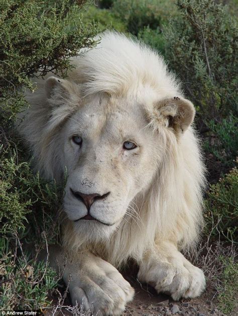 World's All Amazing Things, Pictures,Images And Wallpapers: White Lion and Its Facts