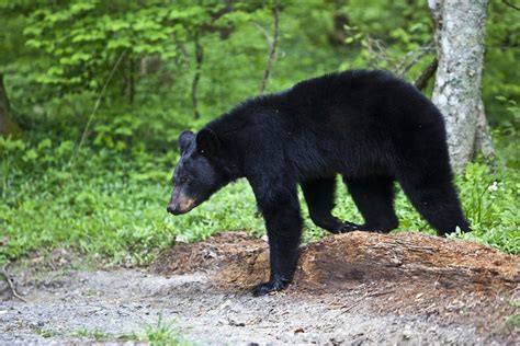 Everything You Need to Know About Bears in the Smoky Mountains