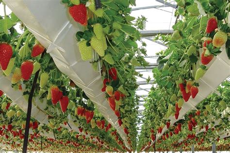 Hydroponics Strawberries - Gardening Heavn