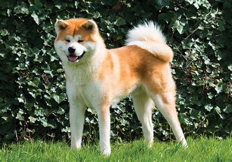 Akita (Japanese) Breeds