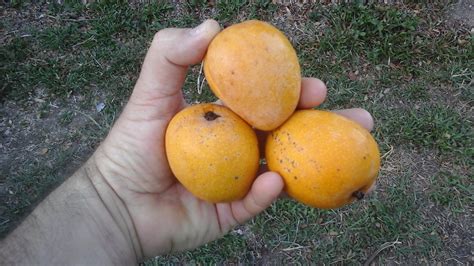 Forum: Mango Varieties