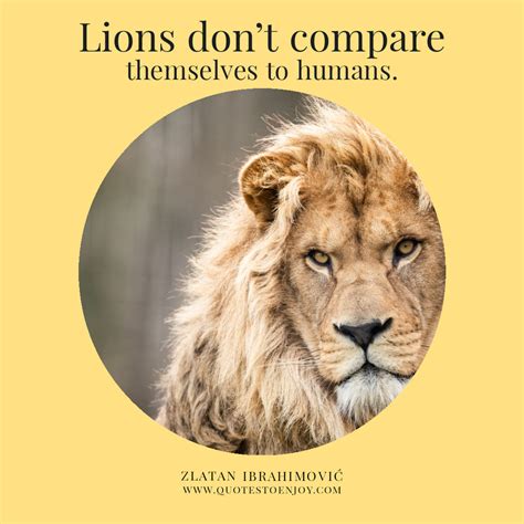 Lions don't compare themselves with humans - Zlatan Ibrahimovic