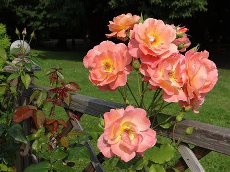 Proper Rose Pruning Encourages Flowering - Allentuck Landscaping