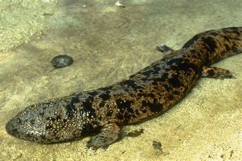 Japanese giant salamander - Alchetron, the free social encyclopedia